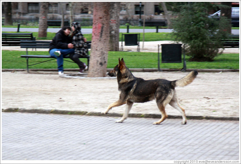 Homeless dog, excited because he has just seen another dog.  Couple embracing on a bench nearby.  Parque Forestal.