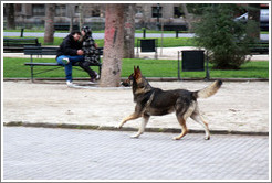 Homeless dog, excited because he has just seen another dog.  Couple embracing on a bench nearby.  Parque Forestal.