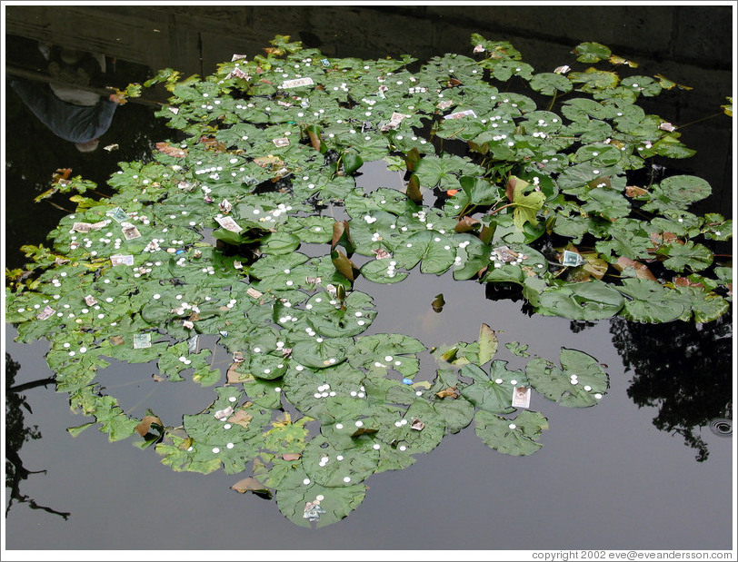 Pond where people have thrown in paper money.  Forbidden City.