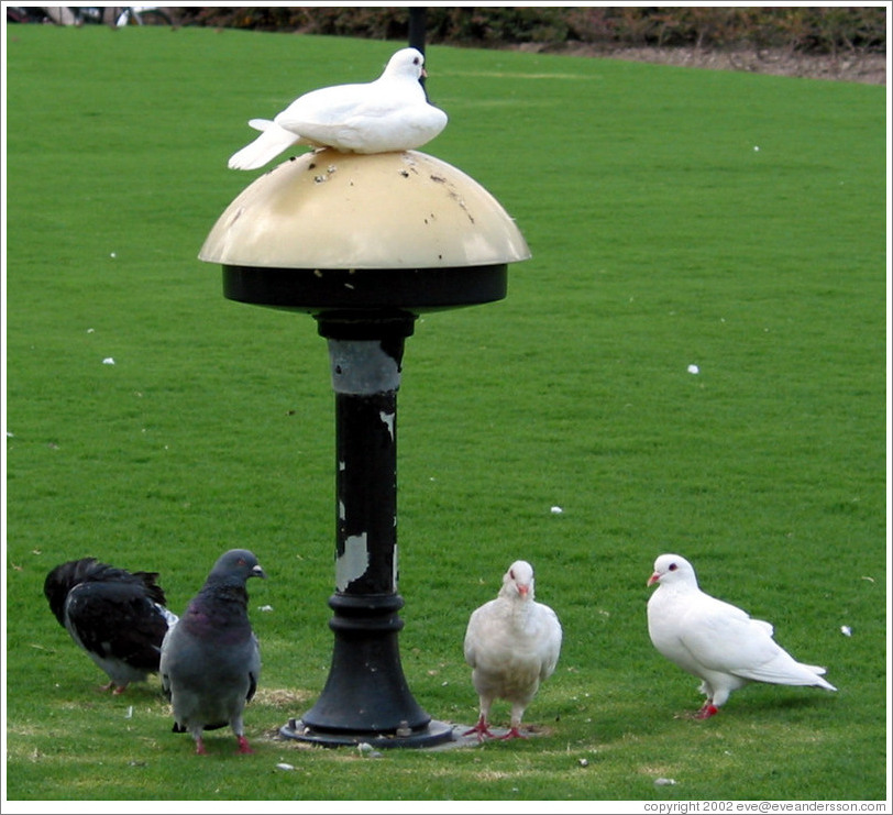Doves in People's Park.