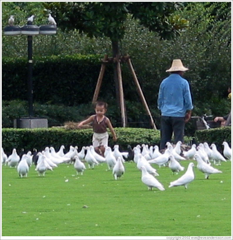 Boy chasing doves in People's Park.