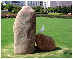 Dove in People's Park.