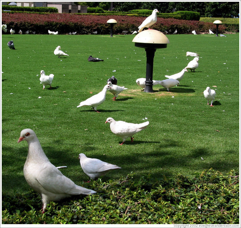 Doves in People's Park.