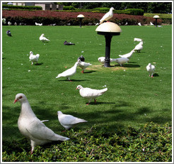 Doves in People's Park.