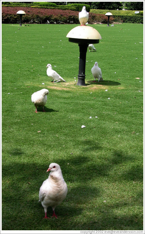 Doves in People's Park.