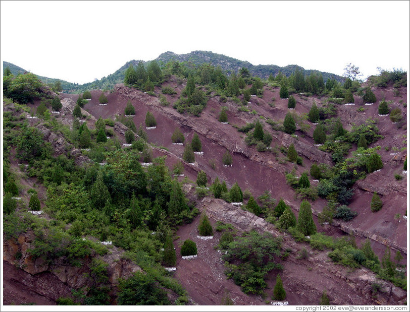 Trees near Great Wall of China at Simatai.