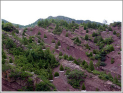 Trees near Great Wall of China at Simatai.