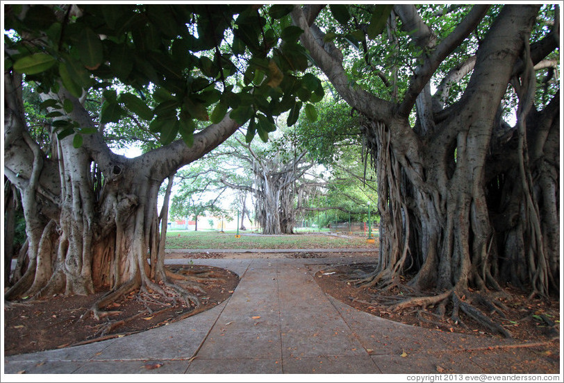 Banyon trees, 7th Avenue.