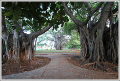 Banyon trees, 7th Avenue.