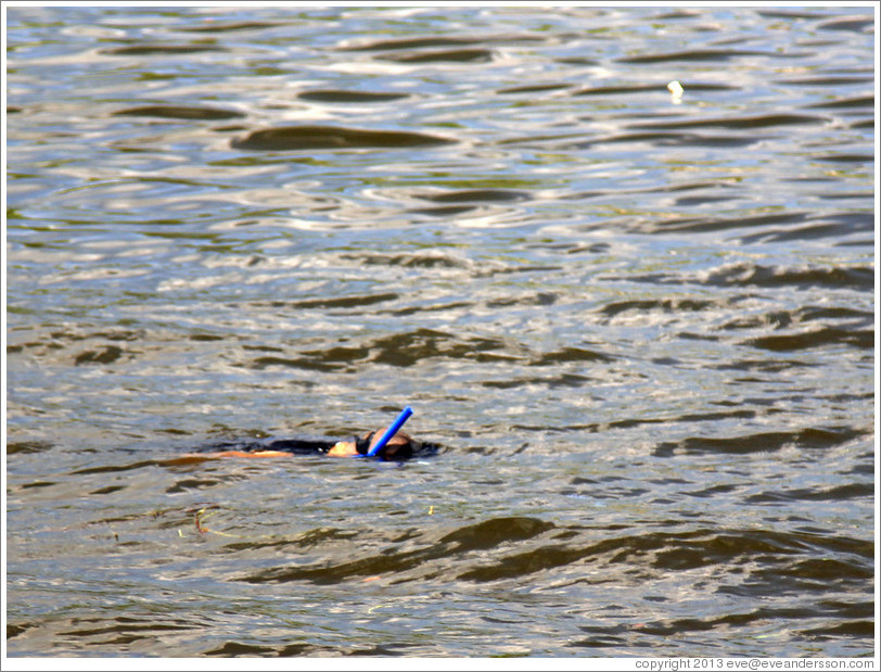 Someone snorkeling in the water off the Malec&oacute;n.