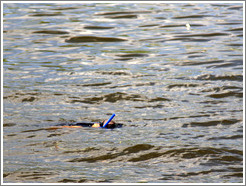 Someone snorkeling in the water off the Malec&oacute;n.