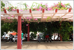 Trellis with flowers, Parque de la Libertad (Liberty Park).