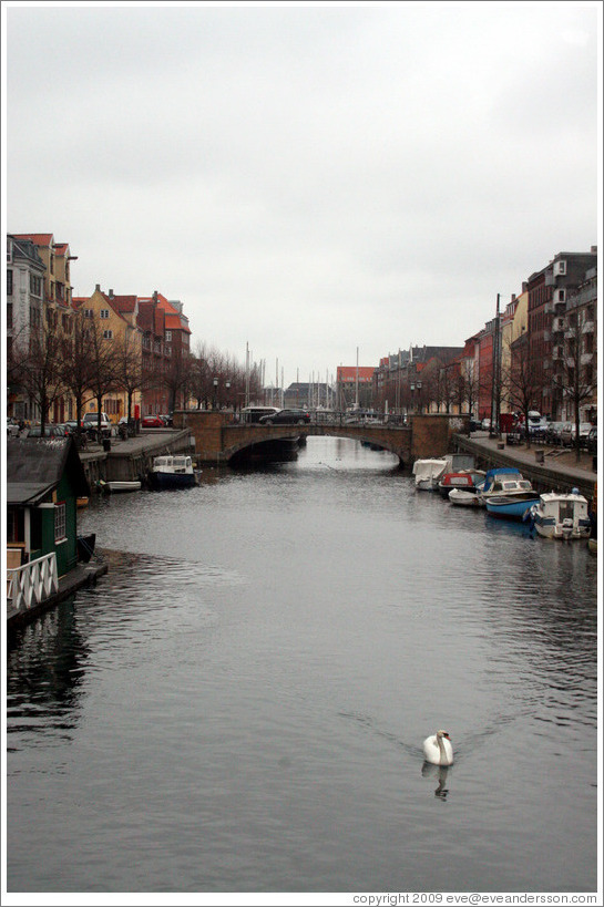 Christianshavns canal, with swan.