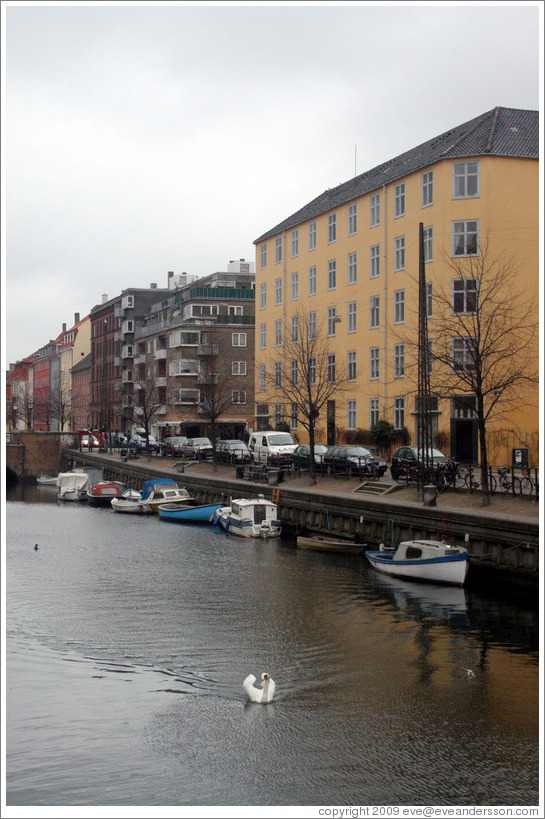 Christianshavns canal, with swan.