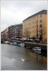 Christianshavns canal, with swan.
