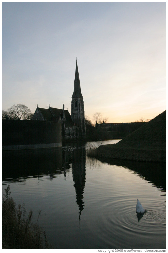 Swan diving for fish.  St Alban's Anglican Church.