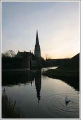 Swan diving for fish.  St Alban's Anglican Church.