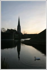 Swan.  St Alban's Anglican Church.