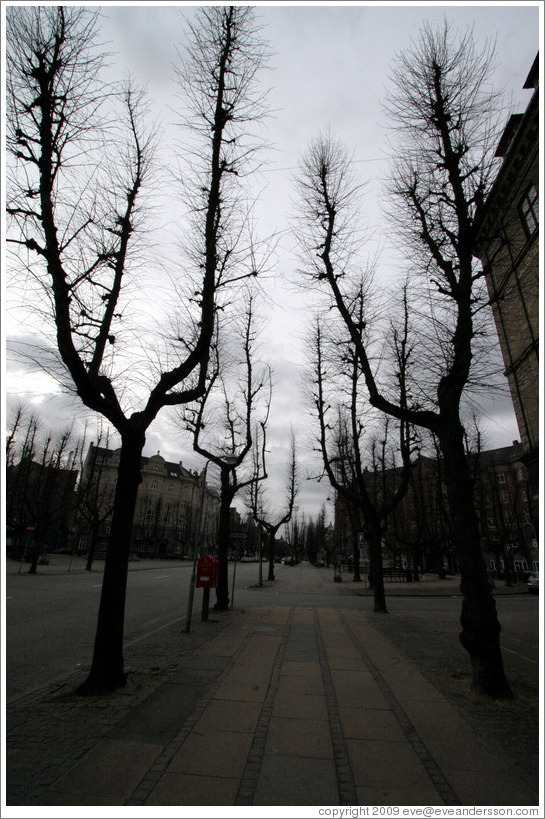 Trees.  Frederiksberg All? Vesterbro district.