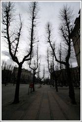 Trees.  Frederiksberg All? Vesterbro district.