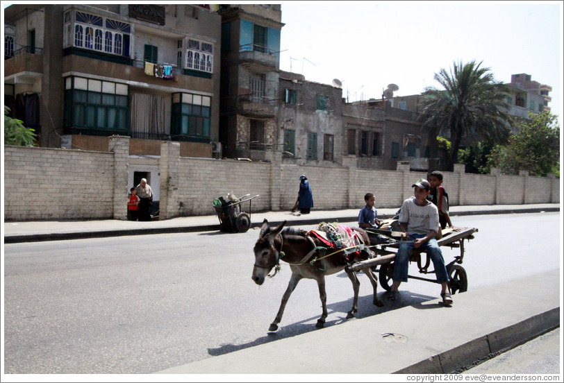 Donkey and cart in the streets of Cairo.