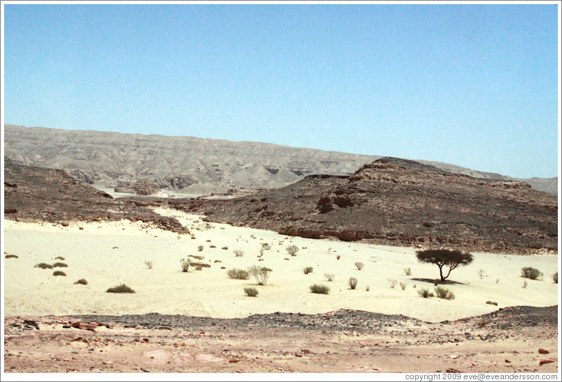 Sinai Desert (beige, pink, and grey, with a tree).