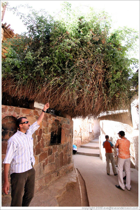 A bush which some believe is the original burning bush seen by Moses