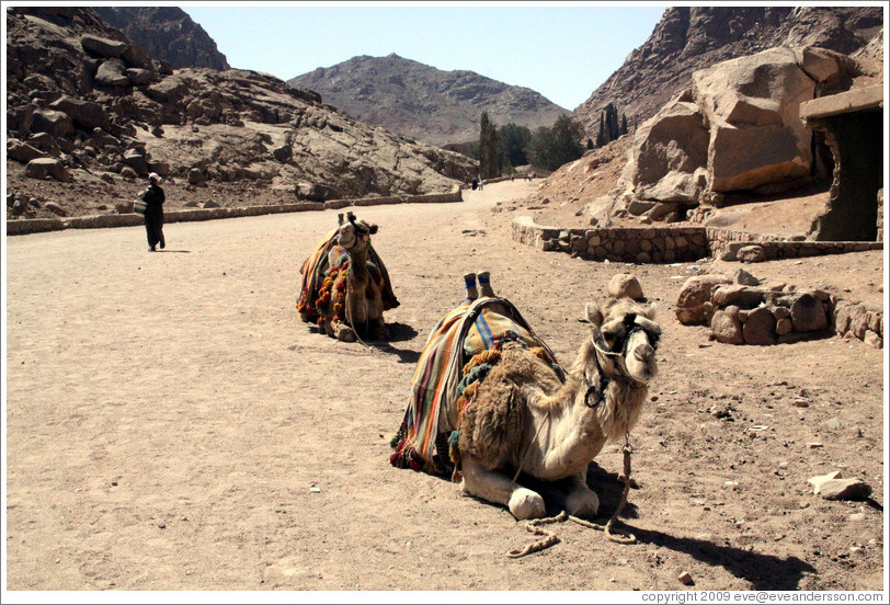 Camels near St. Catherine's Monastery.