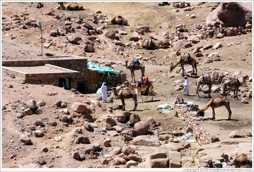 Bedouins with camels near St. Catherine's Monastery.