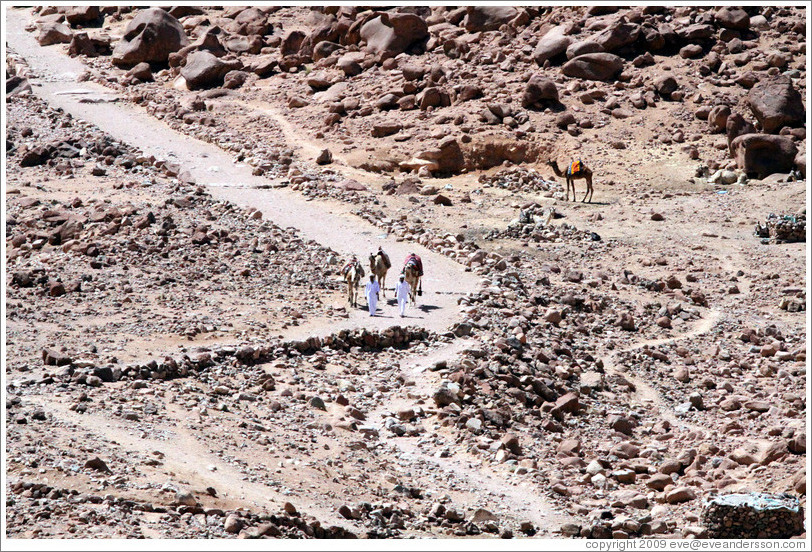 Bedouins with camels near St. Catherine's Monastery.