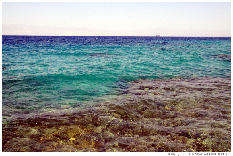 Corals just off the beach.