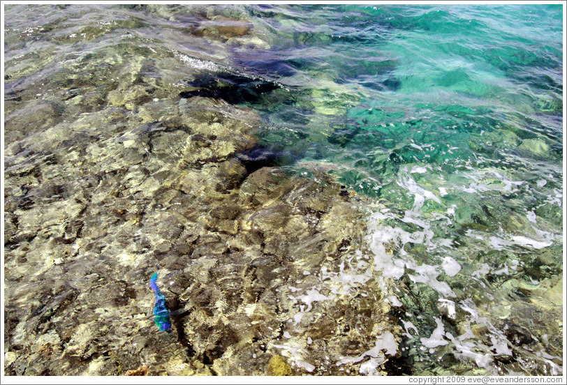 Corals, with a blue and green fish.