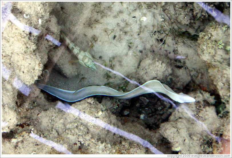 White eel in the corals just offshore.