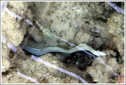 White eel in the corals just offshore.