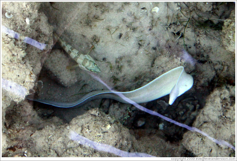 White eel in the corals just offshore.