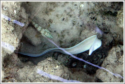 White eel in the corals just offshore.