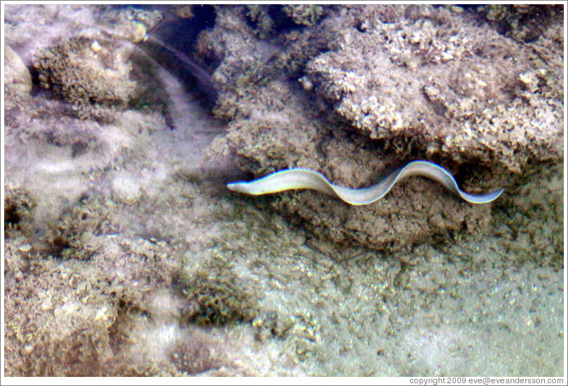 White eel in the corals just offshore.
