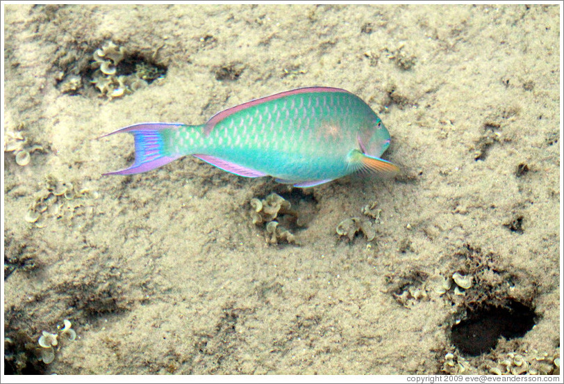 Green, blue, pink, purple, yellow, and silver fish in the corals just offshore.