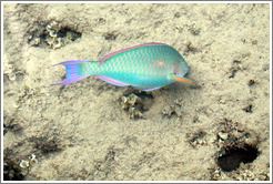 Green, blue, pink, purple, yellow, and silver fish in the corals just offshore.