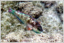 Pink, purple, blue, green, orange, brown, and silver fish in the corals just offshore.