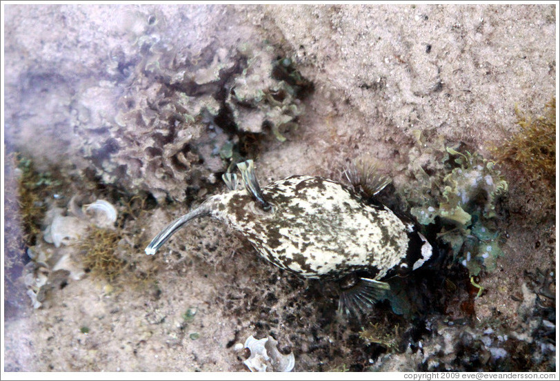 Puffy fish in the corals just offshore.