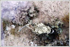 Puffy fish in the corals just offshore.