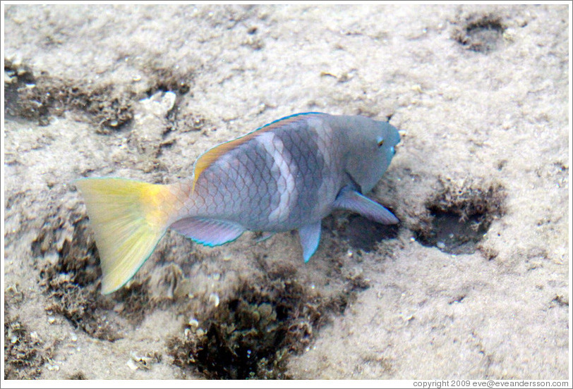 Fish with a yellow tail and blue fins in the corals just offshore.