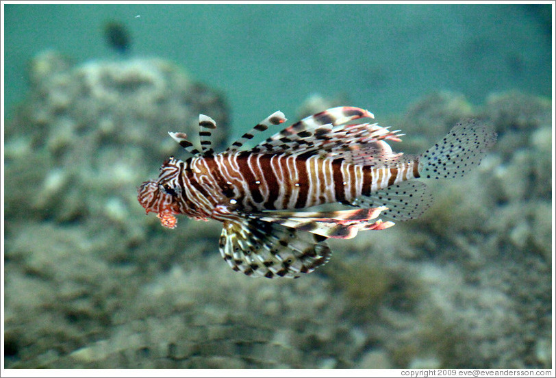 Lion fish in the corals just offshore.