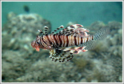 Lion fish in the corals just offshore.
