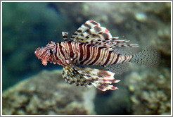 Lion fish in the corals just offshore.