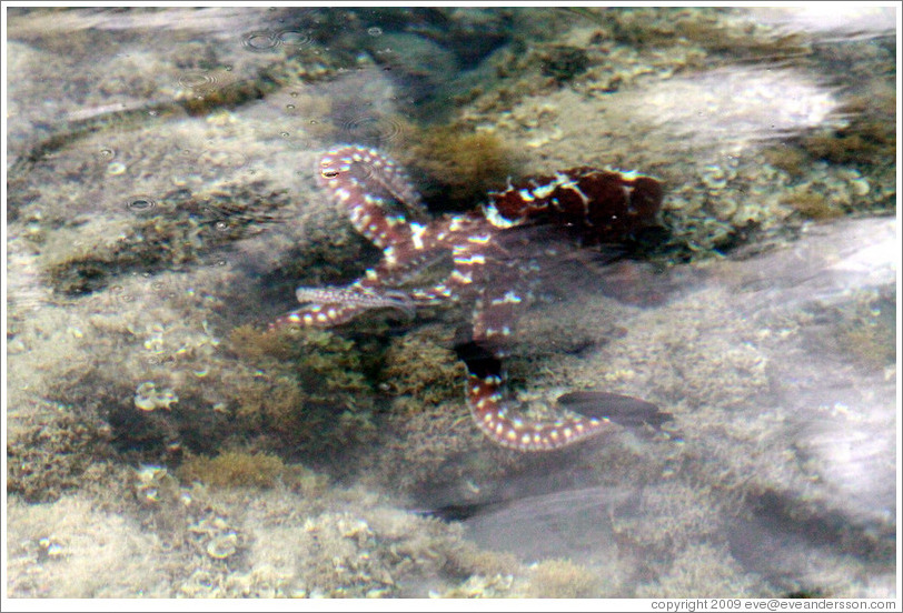 Octopus in the corals just offshore.