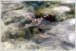 Octopus in the corals just offshore.