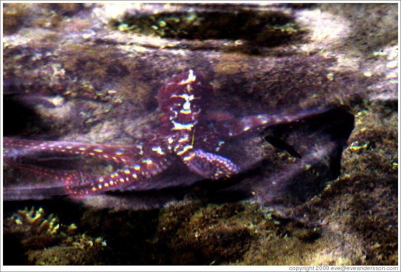 Octopus in the corals just offshore.