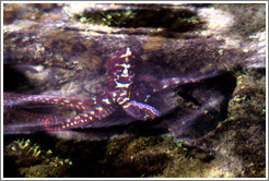 Octopus in the corals just offshore.